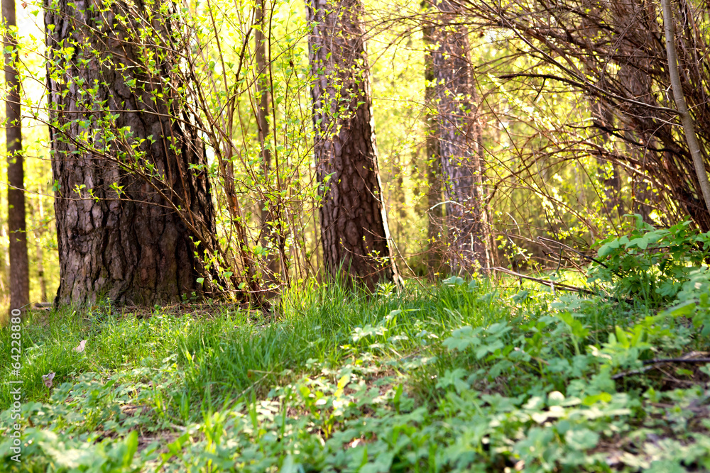 Fototapeta premium spring forest