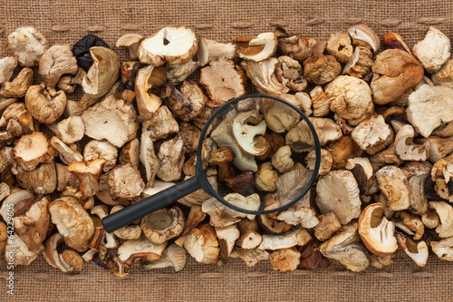 Magnifying glass lies on dried mushroom  and sacking