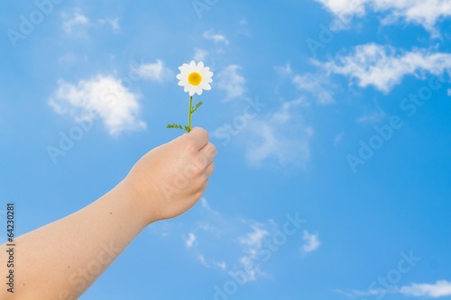 hand holding a daisy in front of the blue sky