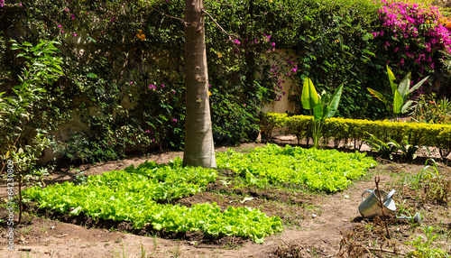 Fototapeta Naklejka Na Ścianę i Meble -  Salads growing in a garden
