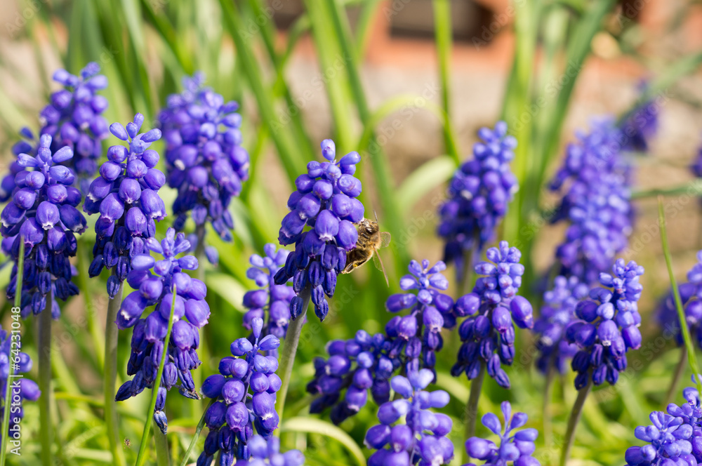 Fototapeta premium Muscari