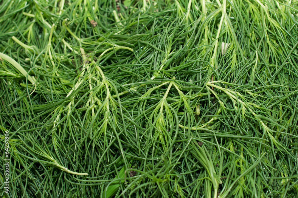 agretti agretti