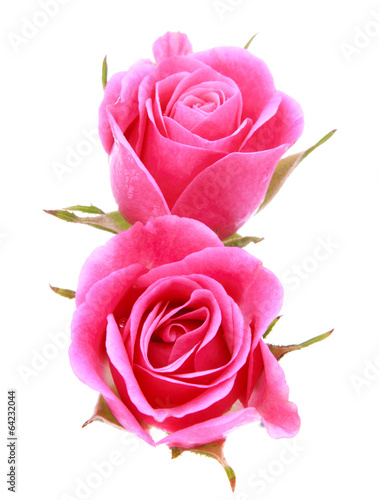 Fototapeta Naklejka Na Ścianę i Meble -  Pink rose flower bouquet isolated on white background cutout