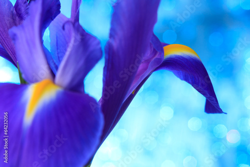 Fototapeta Naklejka Na Ścianę i Meble -  Beautiful blue iris flowers background
