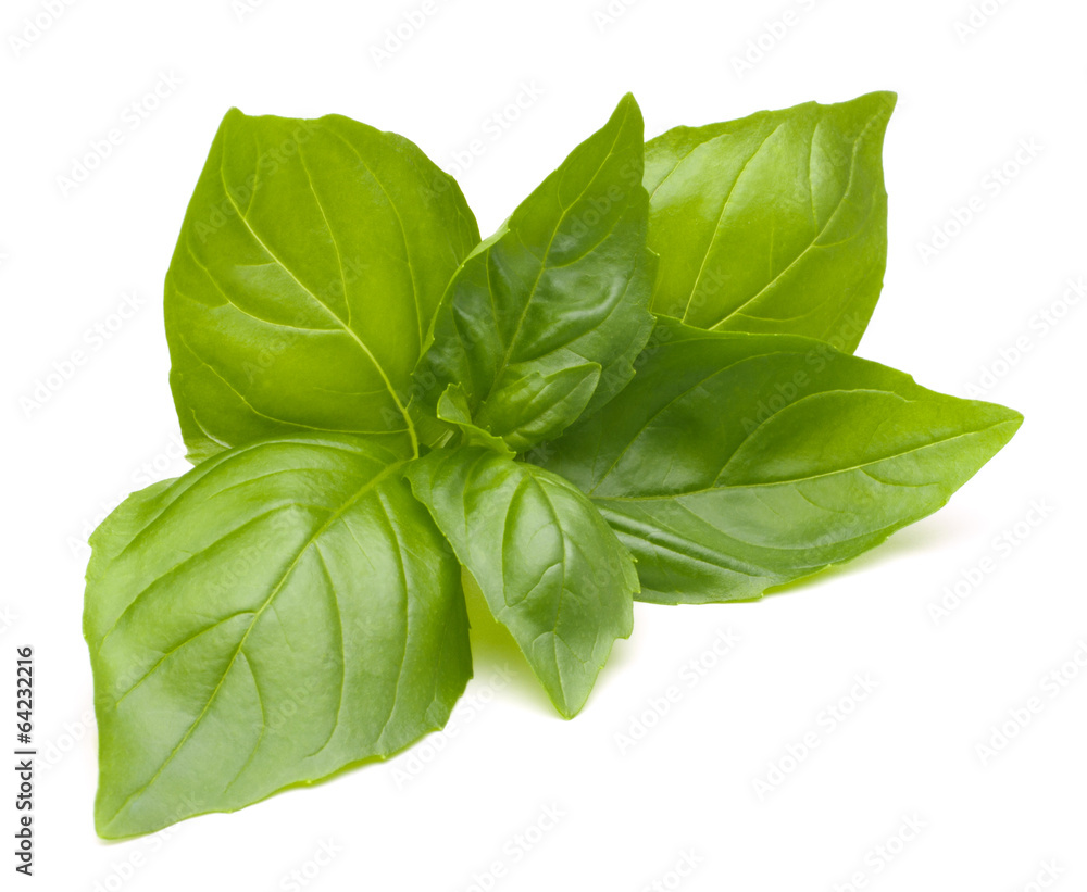 Fototapeta premium Sweet basil leaves