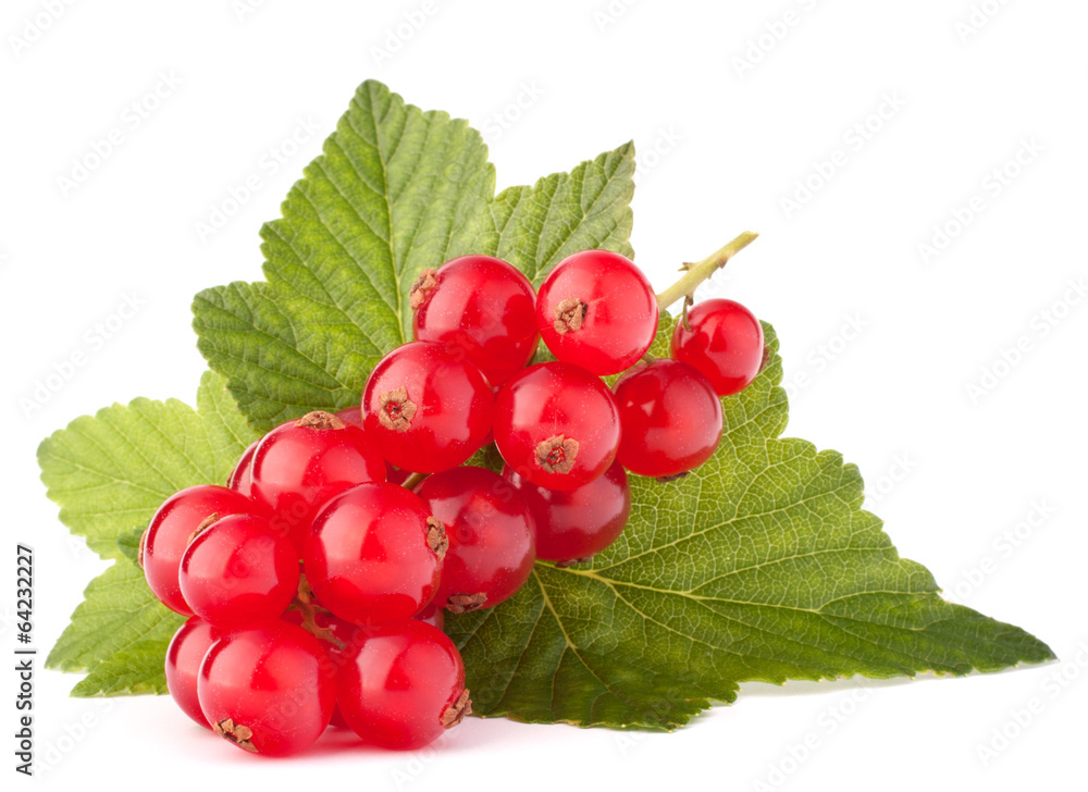 Red currants and green leaves still life Red currants and green leaves still life