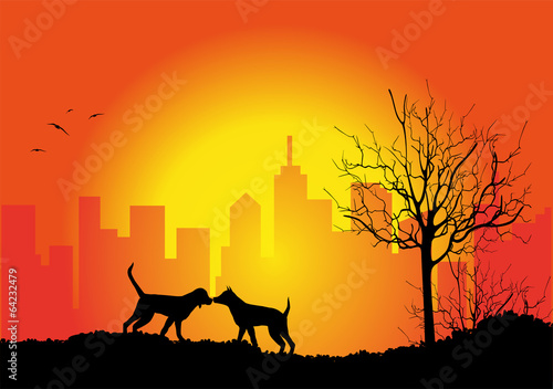 coppia di cani al tramonto
