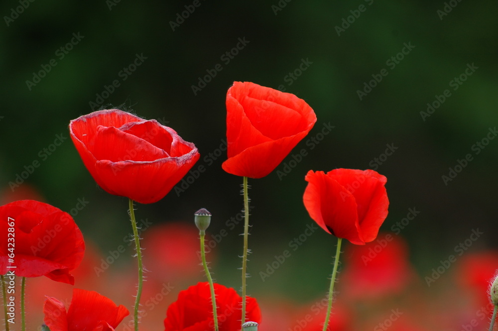 Obraz premium papaveri