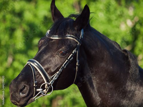 Portrait of beautiful black breed horse in motion. close up