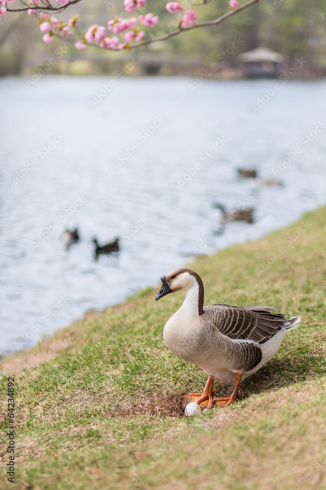 Gray goose near nest with egg Gray goose near nest with egg