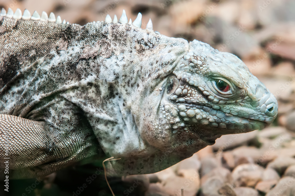 Obraz premium dragon lizzard portrait closeup