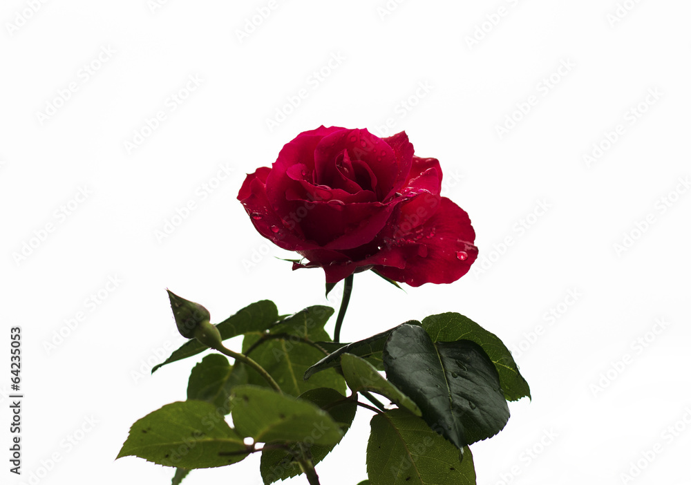 Red rose with rain drops Red rose with rain drops