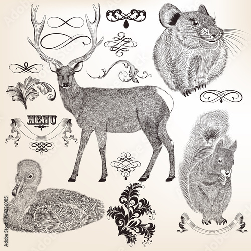 Collection of vector  animals and flourishes for design