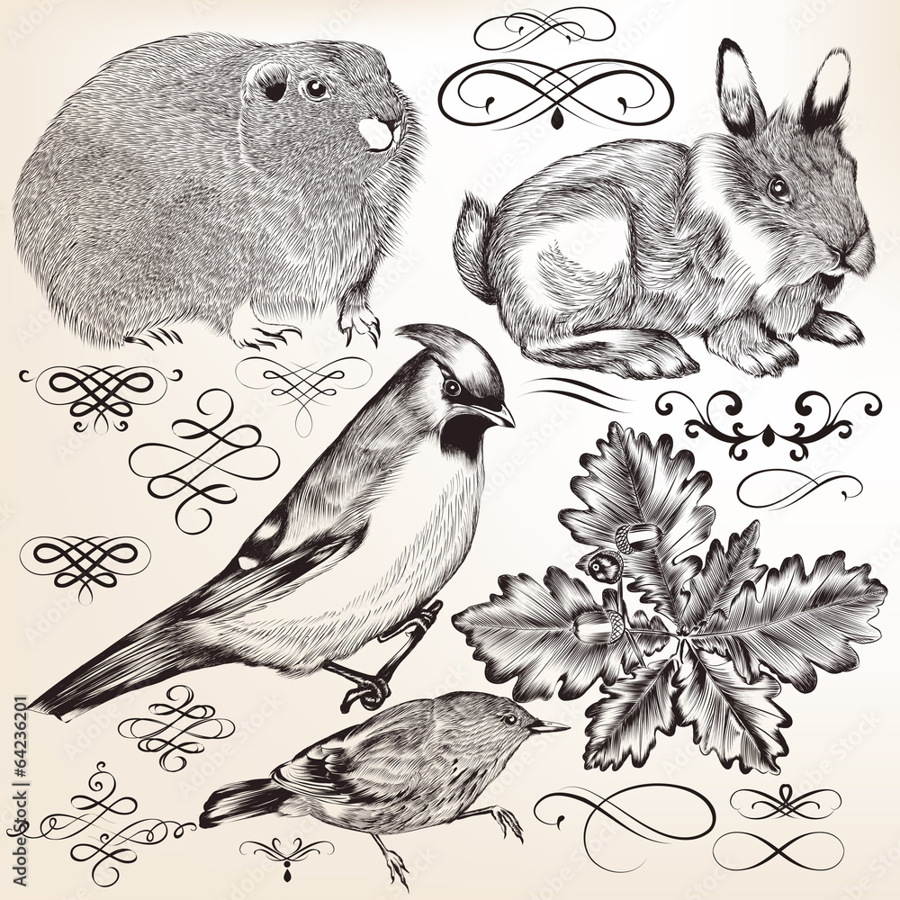 Fototapeta premium Collection of vector detailed elements and animals