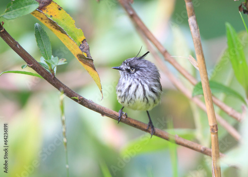 Tufted Tit-Tyrant (Anairetes parulus) in Ecuador photo