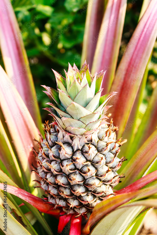 fresh tropical pineapple planting in farm fresh tropical pineapple planting in farm