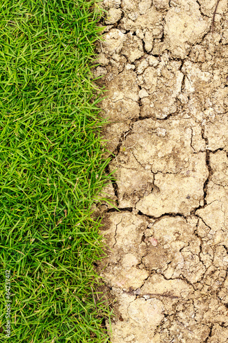 Half the frame is lush green grass and desert sand