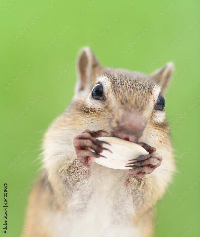 かぼちゃの種を食べるシマリス