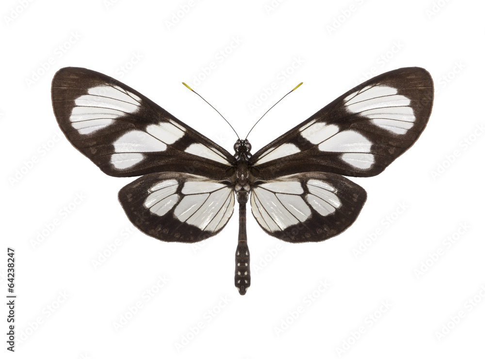 tropical butterfly collection Methona themisto tropical butterfly collection Methona themisto