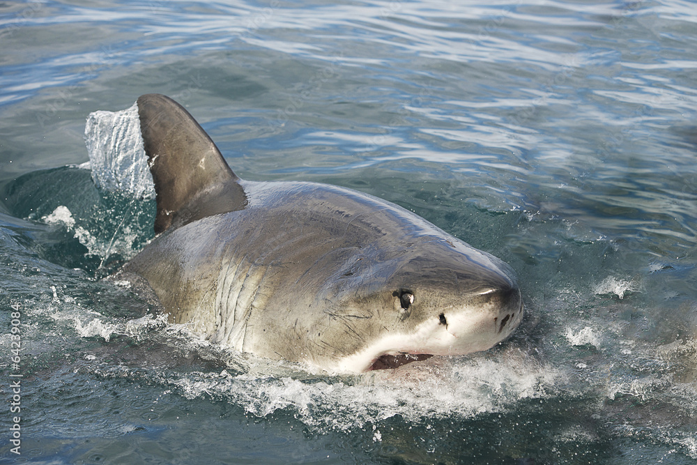 Fototapeta premium Great white shark