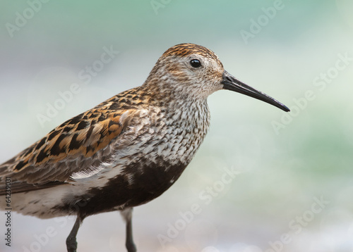 Dunlin portrait © Sergey Ryzhkov