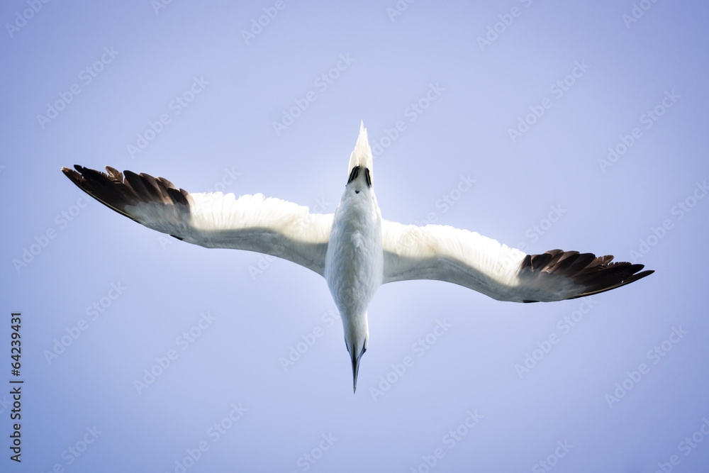 Naklejka premium A Albatros flies in the clear blue sky.