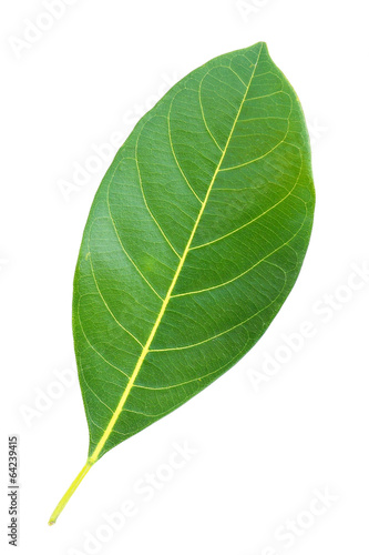 leaves isolated on a white background