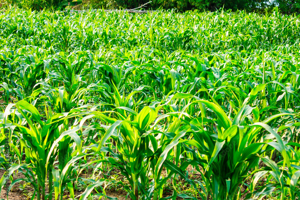 Fototapeta premium A green field of corn