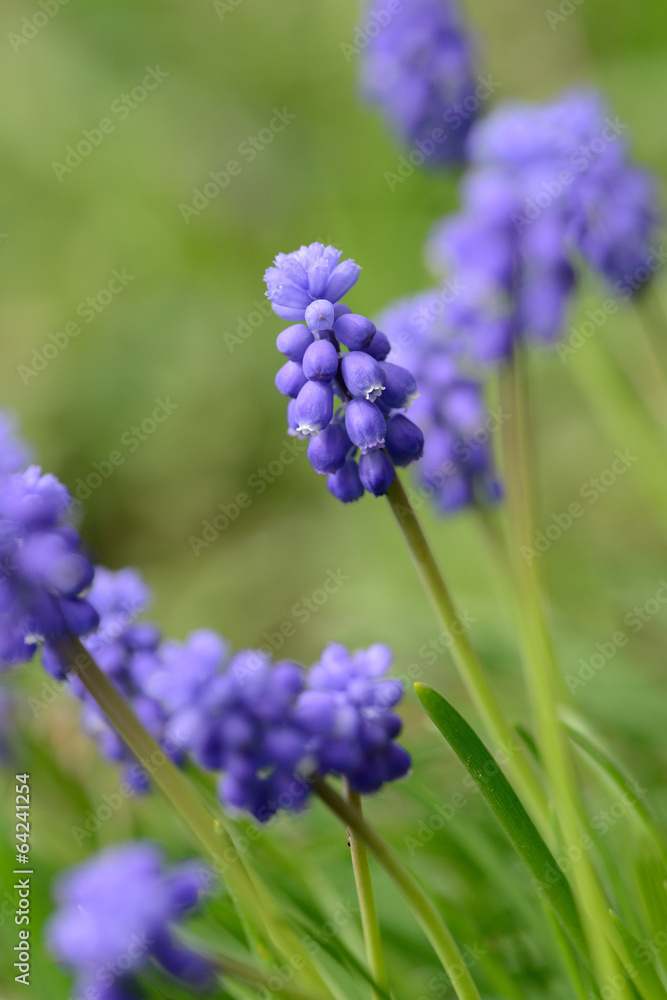 muscari armeniacum flower or grape hyacinth muscari armeniacum flower or grape hyacinth