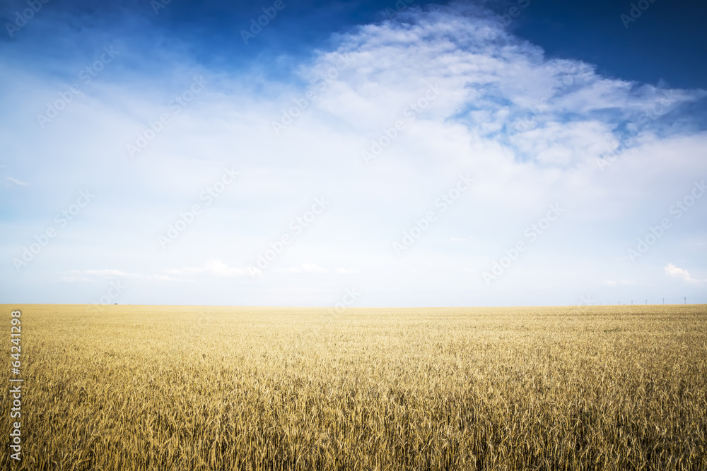 Rye field on a Sunny day.