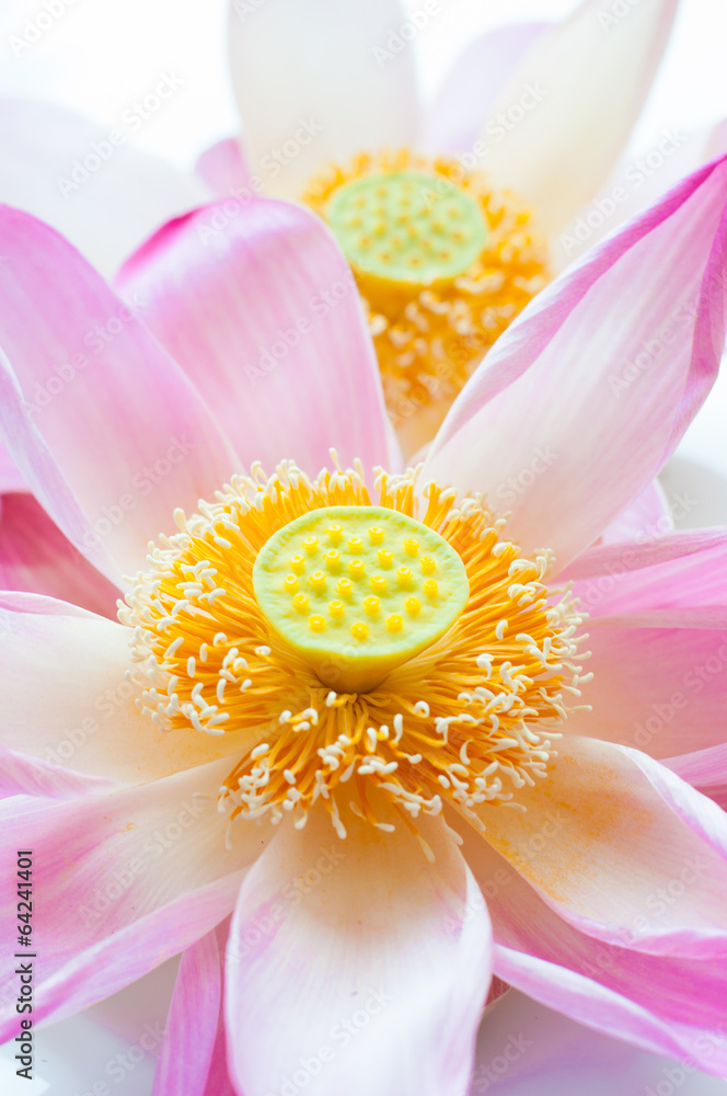 Lotus petal on white background with area for your text Lotus petal on white background with area for your text