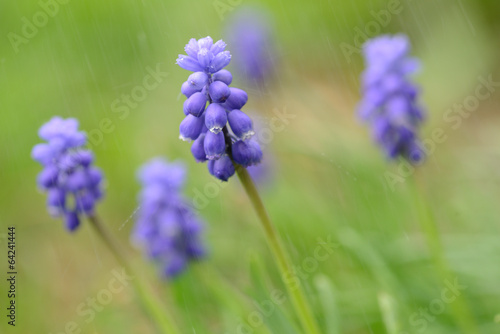 muscari armeniacum flower or grape hyacinth