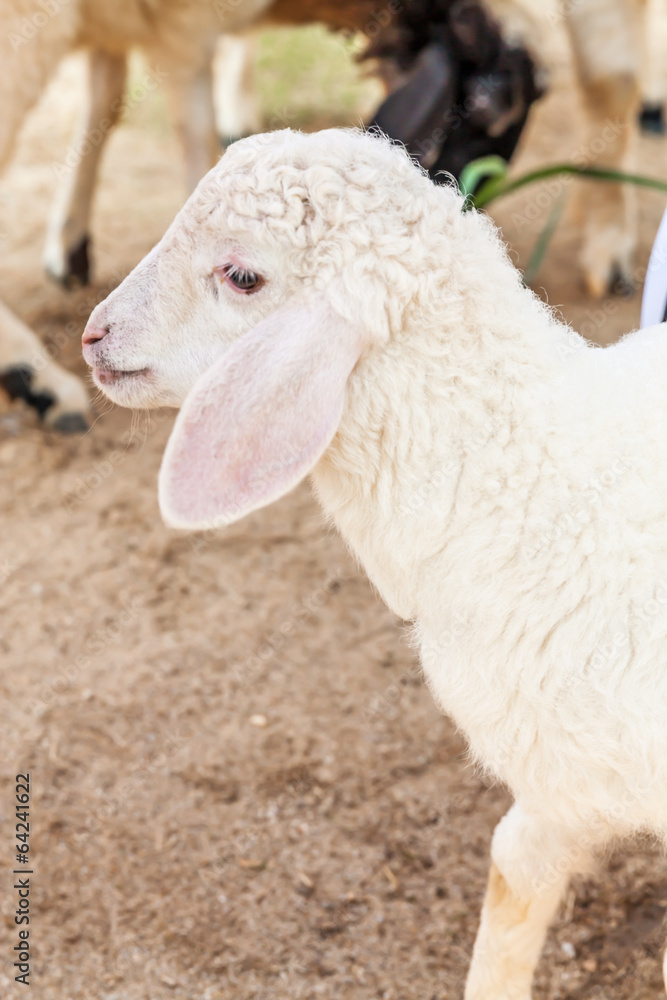Fototapeta premium Sheep in the farm