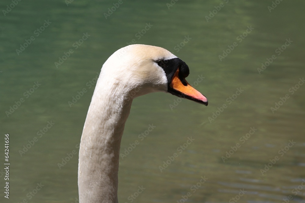 Swan Swan