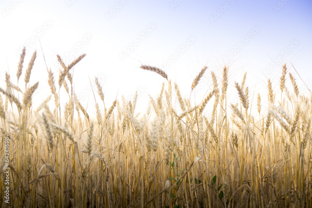 Fototapeta premium Wheat field on a Sunny day.
