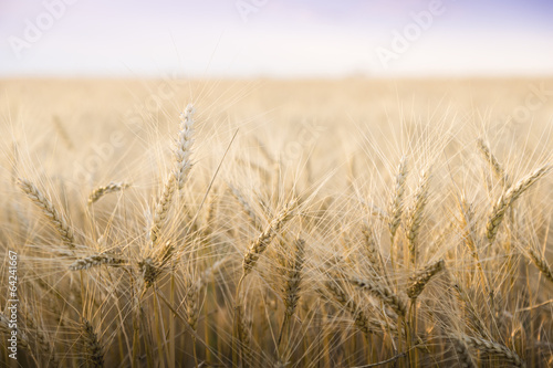 Wheat field on a Sunny day.