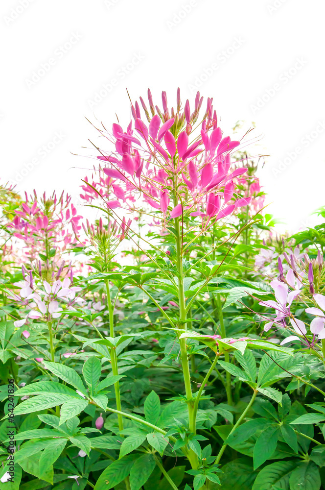 Spider flower, prickly spider-flower, pink queen. Spider flower, prickly spider-flower, pink queen.