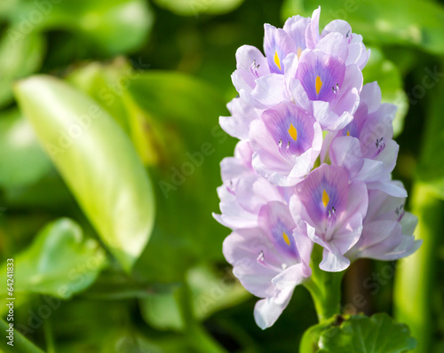 Water hyacinth