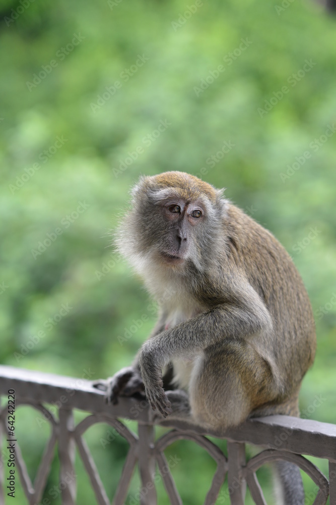 Looking back monkey