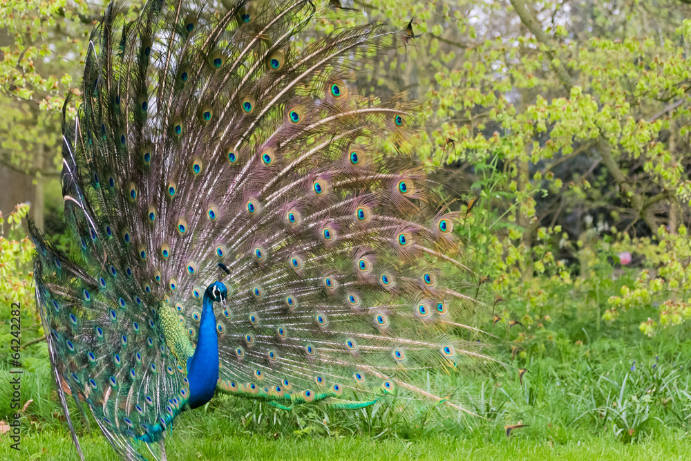 Obraz premium the elegance of the peacock