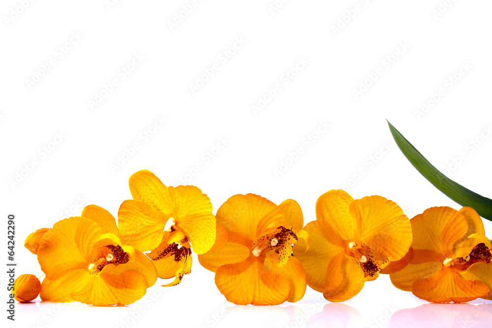 orange streaked orchid flower with leaf, isolated