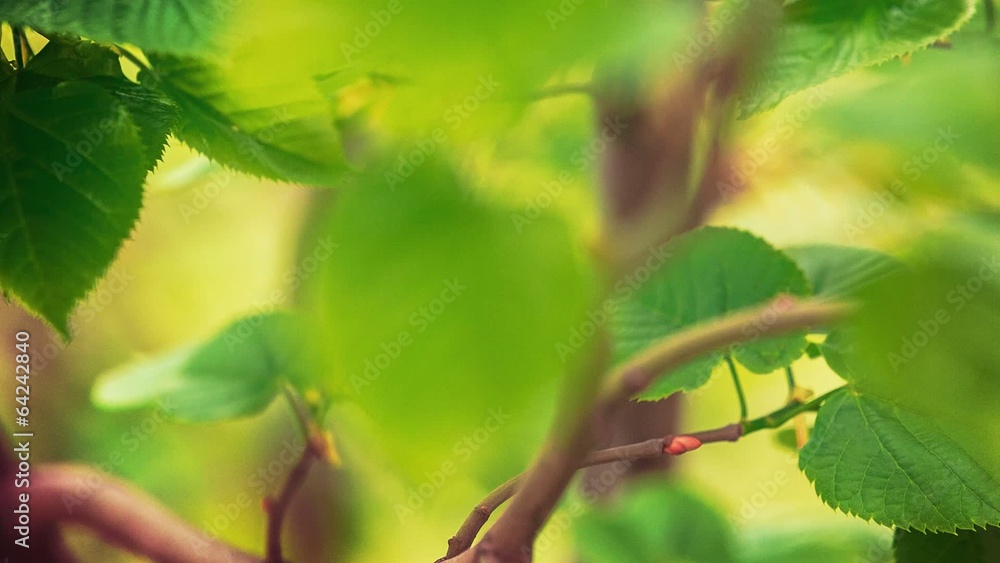 Panning close-up shot of green fresh leaves Panning close-up shot of green fresh leaves