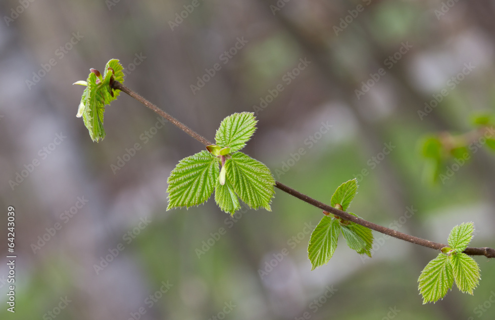 branch green leaves branch green leaves