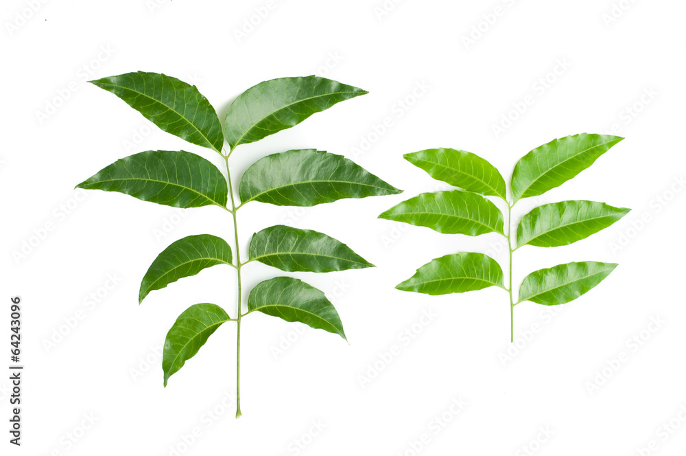 Siamese neem tree, Nim, Margosa, Quinine, Azadirachta indica A.