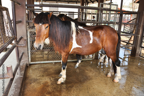 Brown horse photo