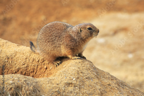 Spermophilus