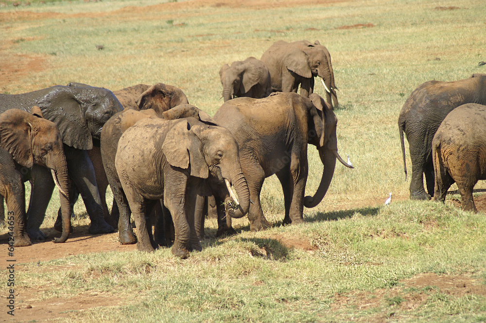 Fototapeta premium Afrika, Zoologie