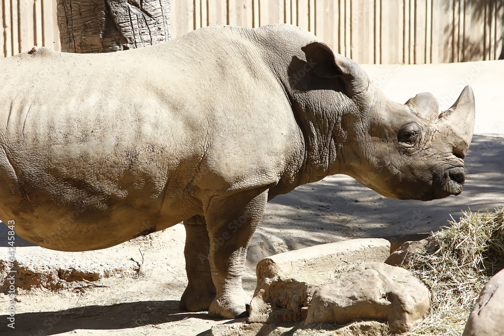 Fototapeta premium great African rhino