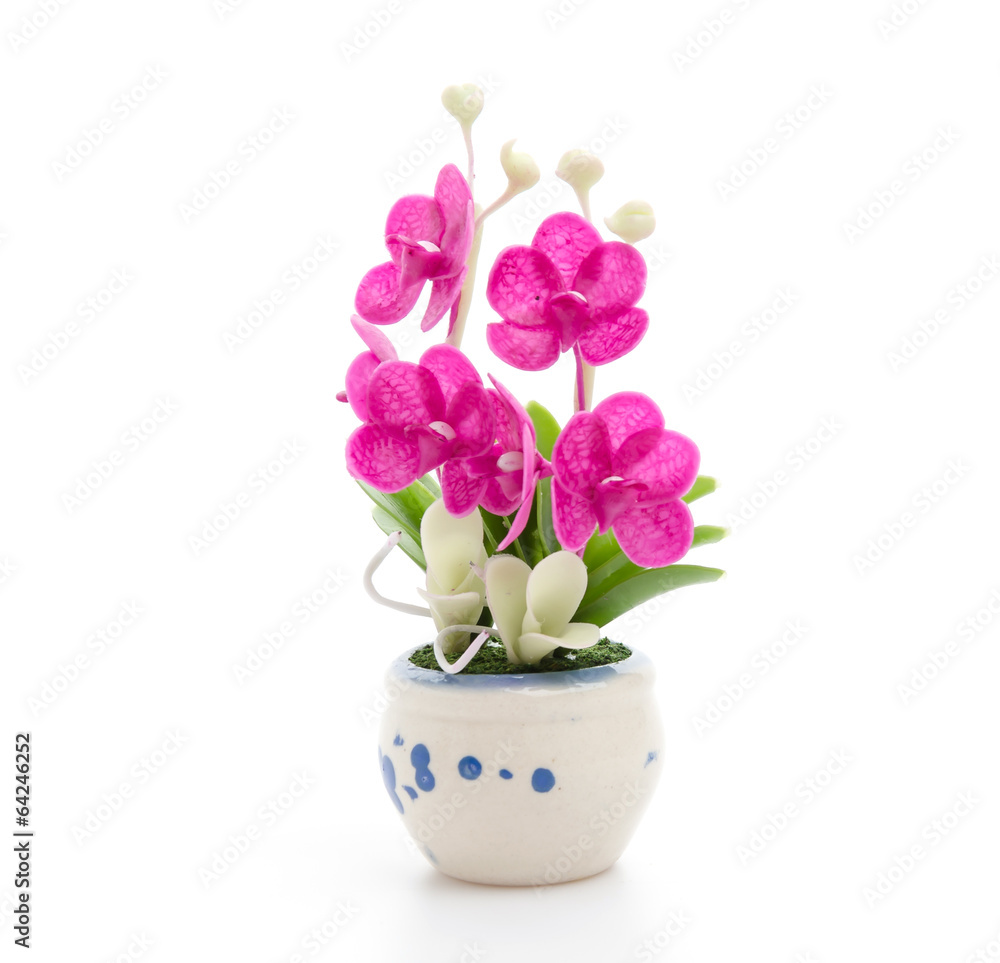 Obraz premium Orchid