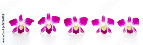 Purple orchid flower isolated white background